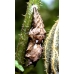 Comma larvae c-album 10 larvae